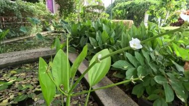 Yeşil yapraklar arasında açan bir çiçeğin zaman atlaması.