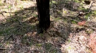 Ağaçları ve yaprakları olan sakin bir orman.