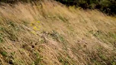 Rüzgarda sallanan otlar, huzurlu bir manzara.