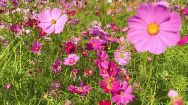 Renkli kozmos çiçekleri yemyeşil bir bahçede.