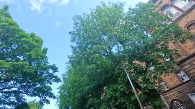 Açık mavi gökyüzü altında ağaçlar ve mimari