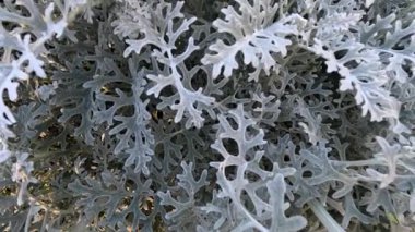 Centaurea Cineraria yeşilliğinin ayrıntılı görünümü