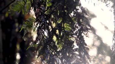 Yağmur ormanlarındaki yaprakların arasından süzülen güneş ışığı