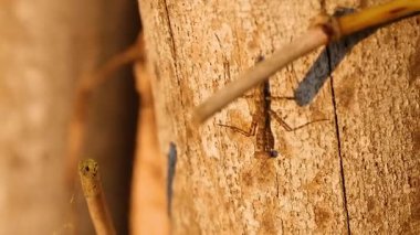 Praying mantis climbing tree bark in Botanic Gardens