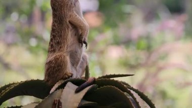 Yeşilliğin ortasında Mirket tetikte bekliyor.
