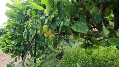 Ağaçtaki yeşil ve sarı elmalar