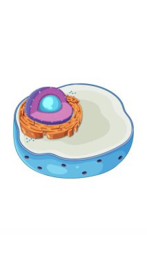 Bir hayvan hücresinin resimli animasyonu, etiketli, canlı renklerde ve pürüzsüz dönüşümlü organizellerin ışıklandırılması