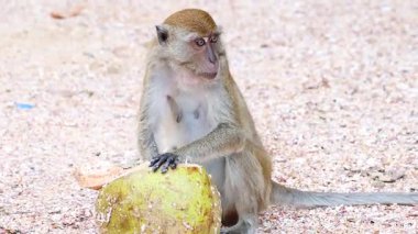 Maymun bir meyveyi inceler ve onunla etkileşir.