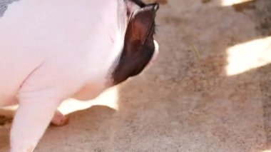 Çevrelerini keşfeden küçük domuzlar.