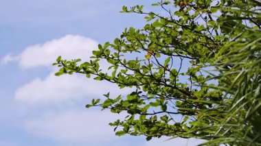 Berrak mavi bir gökyüzünde sallanan yemyeşil dallar, sakin bir tropikal çevrenin özünü yakalıyor.