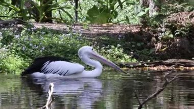 Havuzda sakince yüzen bir pelikan.