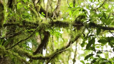 gür yeşil yosun, Avustralya 'nın yoğun yağmur ormanlarında ağaç dallarını kaplar, yumuşak doğal gün ışığı ve hafif yatay kamera tavasıyla canlı yaprakları ortaya çıkarır.