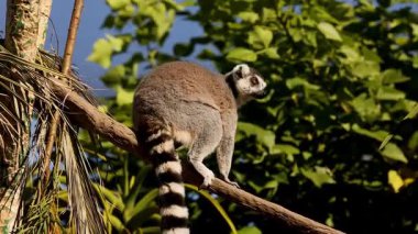 Lemur oturur ve ağaç dalından gözlemler