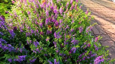 Huzurlu bir parkta canlı çiçekler.