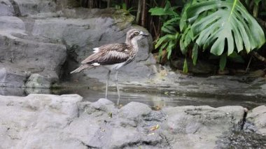 Kuş doğal bir kayalık ortamda yürüyor.