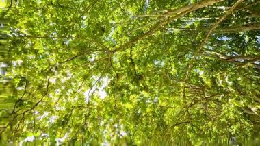 Gün ışığı yemyeşil ağaç yaprakları arasında parlar.