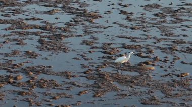 Avustralya 'nın Port Douglas kentindeki çamurlu düzlüklerde bir Akbalıkçıl, altın saat boyunca huzur içinde avlanma davranışlarını yakalar.