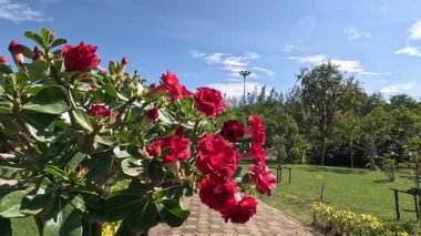 Gün ışığını değiştiren güllerin hızlandırılması.