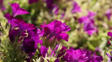 Canlı mor çiçekler rüzgarda hafifçe sallanıyor.