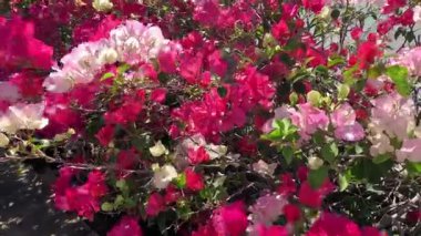 Canlı bougainvillea çiçekleri usulca sallanıyor.