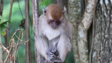 Bir maymun ilginç bir şekilde etrafındakileri inceliyor.