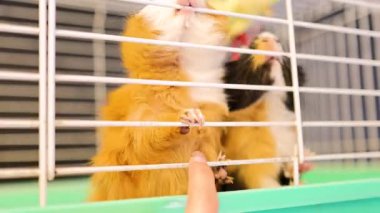 İki Habeş kobayı, aydınlık bir ortamda bir insan eliyle kafeslerinden çarpışır.