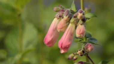 Pembe kalem çiçekleri meltemde usulca hareket eder.