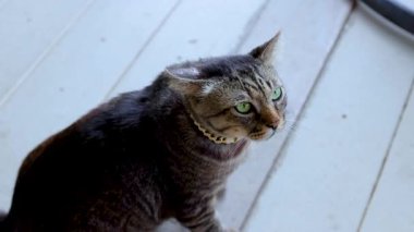 Bir kedi dikkatle dışarıda bir şey izler.