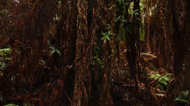 Yağmur ormanlarında yemyeşil ve yoğun yeşillikler