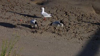 Martı ve Ibis kumsalda yiyecek arıyorlar.