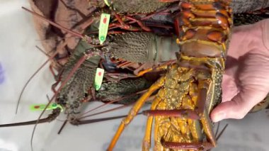 Gold Coast deniz ürünleri pazarındaki ıstakozları inceliyorum.