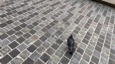 Güvercin kampüste yürüyor ve uçuyor.