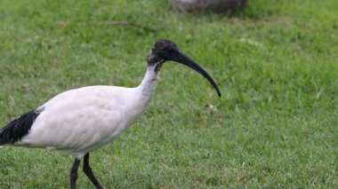 Yeşil çimlerde yürüyen bir Ibis.