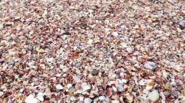 Keşiş yengeci kabuk kaplı bir plajda ilerliyor.