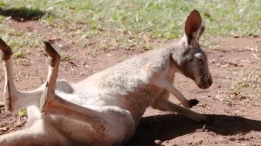 Kanguru uzanır, sonra da ot yer.