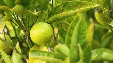 Limon ağacı üzerinde yakın çekim