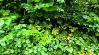 Canlı yeşillikler doğal ortamda yakalanır.