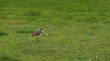 Maskeli Kanat Kuşu çimenli alanda yürüyor