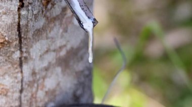 Kauçuk ağaçtan damlayan lateks yakın plan. Güneşli bir çiftlik ortamında hindistan cevizi kasesine dökülüyor.