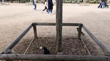 Paris 'te bir ağaç çevresini keşfeden karga.