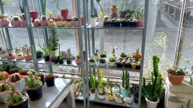 Kaktüs ve sulular güneşli bir serada düzenlenir.