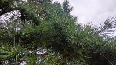 İskoç çam dalları rüzgarda sallanıyor.