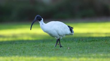 Melbourne 'da çimlerin üzerinde yürüyen bir Ibis.