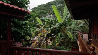 Ayutthaya bahçesinde muz ağacı