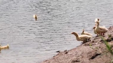 Ördekler yüzüyor ve nehir kıyısında yürüyor.