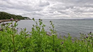 Çiçekler ve denizle huzurlu sahil manzarası