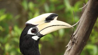 Hornbill bir ağaç dalı ile etkileşime giriyor.