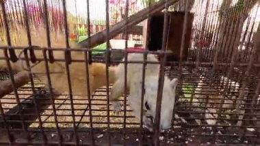 Sincap metal bir kafesin içinde hareket ediyor.