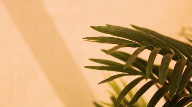 Güneşli bir duvarda gölgeler bırakır