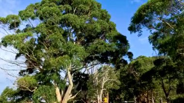 Berrak mavi gökyüzünün altındaki gür okaliptüs ormanlarında huzurlu bir sürüş, doğanın sükunetinin özünü yakalıyor.